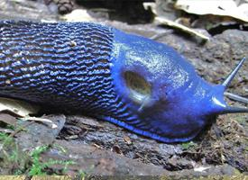 Fotó: Carpathian blue slug