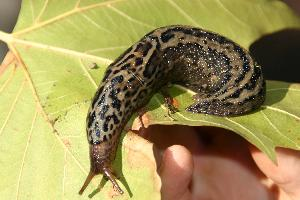 Fotó: Great grey slug