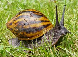 Fotó: Giant african snail