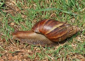 Fotó: Giant african land snail