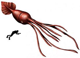 Fotó: Colossal squid