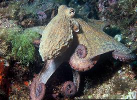 Fotó: Common octopus