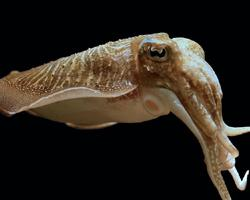 Fotó: Common cuttlefish