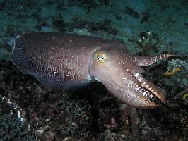 Fotó: Giant cuttlefish