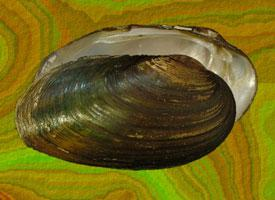 Fotó: Thick shelled river mussel