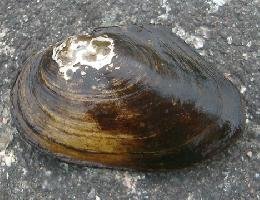 Fotó: Duck mussel