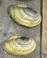 Fotó: Swan mussel