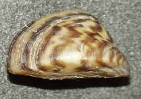 Fotó: Zebra mussel