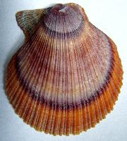 Fotó: Iceland scallop