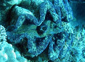 Fotó: Giant clams