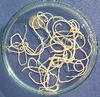 Fotó: Dog roundworm