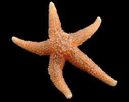 Fotó: Common starfish