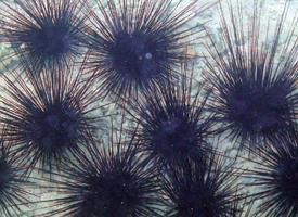 Fotó: Sea urchins