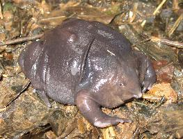 Fotó: Purple frog