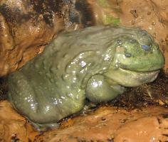 Fotó: African bullfrog