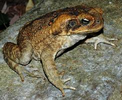 Fotó: Cane toad