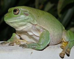 Fotó: Australian green tree frog