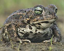 Fotó: Natterjack toad