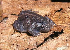 Fotó: Mexican burrowing toad