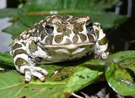 Fotó: European green toad