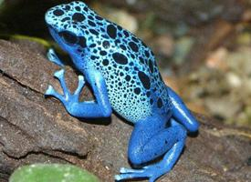 Fotó: Blue poison dart frog