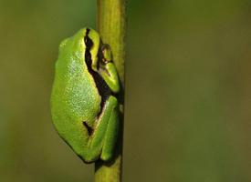 Fotó: European tree frog