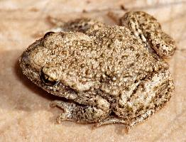 Fotó: Common midwife toad