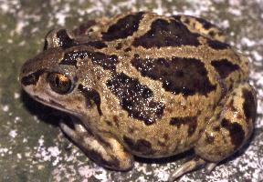 Fotó: Common spadefoot