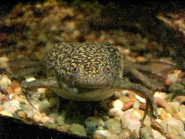 Fotó: African clawed frog