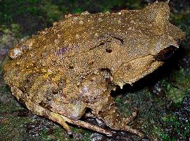 Fotó: Rough horned frog