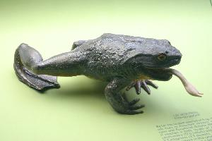 Fotó: Goliath frog