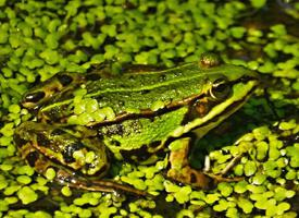 Fotó: Edible frog