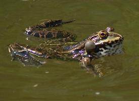 Fotó: Marsh frog