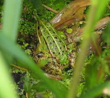 Fotó: Pool frog