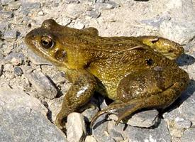 Fotó: Common frog