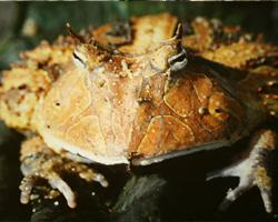 Fotó: Surinam horned frog