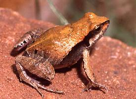 Fotó: Cuyaba dwarf frog