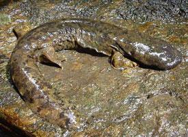 Fotó: Japanese giant salamander