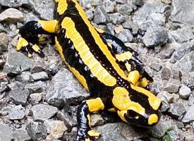 Fotó: Fire salamander