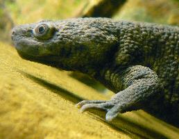 Fotó: Iberian ribbed newt