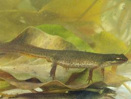 Fotó: Smooth newt