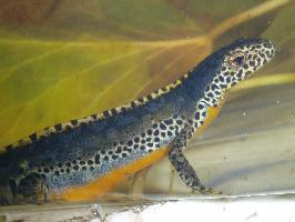 Fotó: Alpine newt