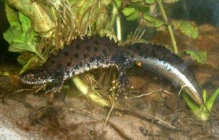 Fotó: Northern crested newt