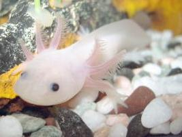 Fotó: Axolotl