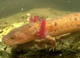 Fotó: Tennessee cave salamander