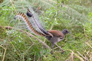 Fotó: Superb lyrebird