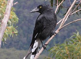 Fotó: Pied currawong