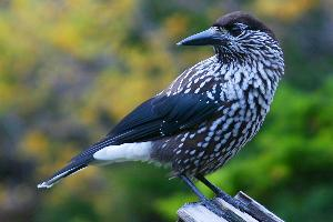 Fotó: Spotted nutcracker