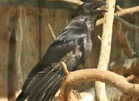 Fotó: Common raven