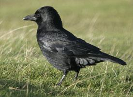 Fotó: Carrion crow